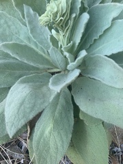 Verbascum thapsus