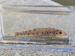 Percopsis omiscomaycus