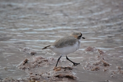 Charadrius alticola