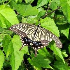 Papilio xuthus