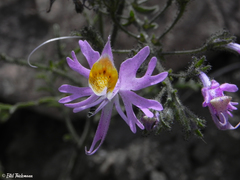 Schizanthus hookeri