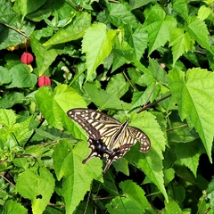Papilio xuthus