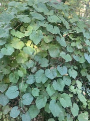 Vitis californica