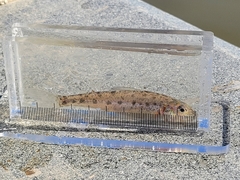 Percopsis omiscomaycus