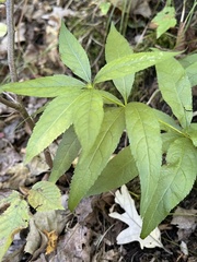 Veronicastrum virginicum