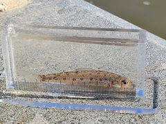 Percopsis omiscomaycus