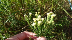 Brickellia eupatorioides texana