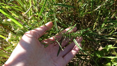 Brickellia eupatorioides texana