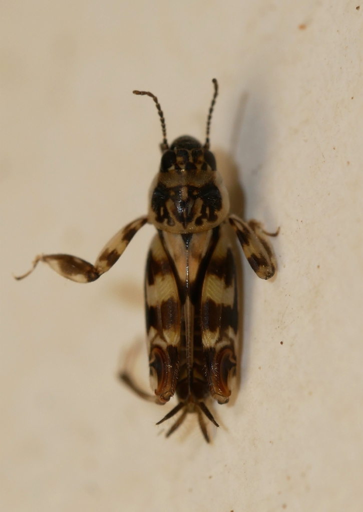 Ellipes monticolus