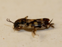 Ellipes monticolus