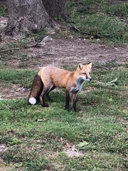 Vulpes vulpes fulvus