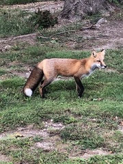 Vulpes vulpes fulvus