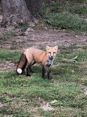 Vulpes vulpes fulvus