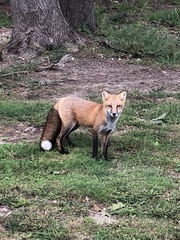 Vulpes vulpes fulvus