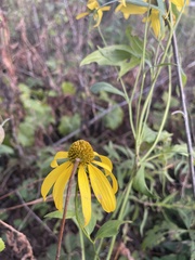 Rudbeckia laciniata