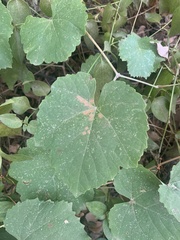 Vitis californica