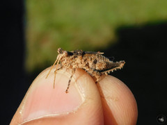 Ommexecha virens