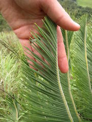 Encephalartos ghellinckii