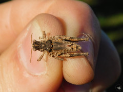Ommexecha virens