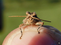 Ommexecha virens