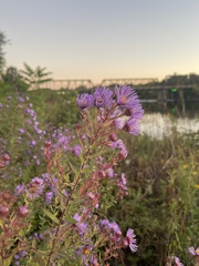 Symphyotrichum novae-angliae