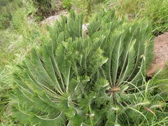 Encephalartos ghellinckii