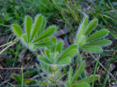 Lupinus bracteolaris