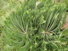 Encephalartos ghellinckii