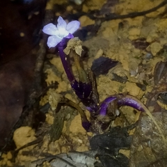 Voyria