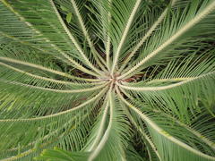 Encephalartos ghellinckii