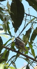 Pachycephala pectoralis