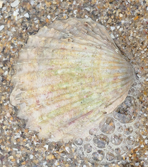 Acanthocardia tuberculata