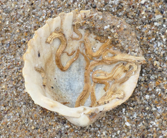Acanthocardia tuberculata