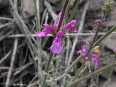 Stachys philippiana
