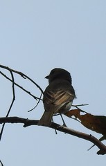 Pachycephala pectoralis