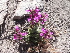Stachys philippiana