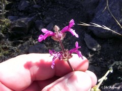 Stachys philippiana
