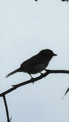 Pachycephala pectoralis