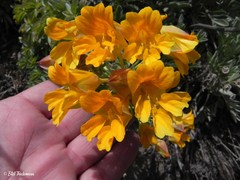 Tropaeolum polyphyllum