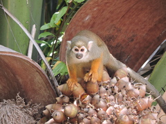 Collins' Squirrel Monkey photo 1