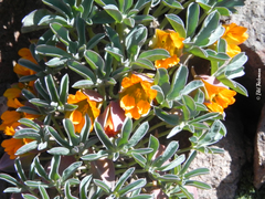 Tropaeolum polyphyllum