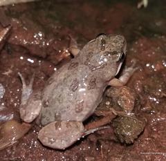 Cacosternum boettgeri