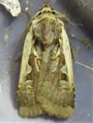 Parabagrotis formalis