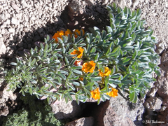 Tropaeolum polyphyllum