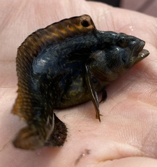 Chasmodes bosquianus