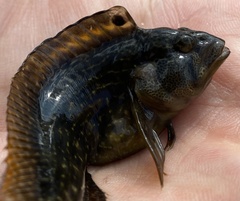 Chasmodes bosquianus