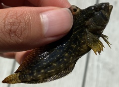 Chasmodes bosquianus