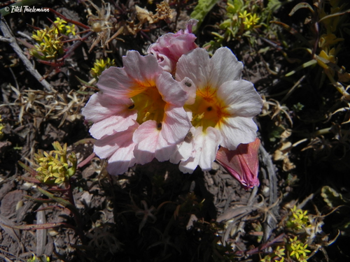 Tropaeolum sessilifolium
