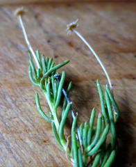 Felicia filifolia schlechteri