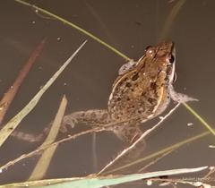 Ptychadena mossambica